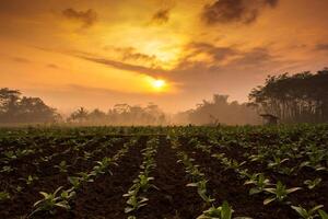 tabaco plantação. linha do tabaco plantas dentro a agricultura campo debaixo a nublado nascer do sol foto