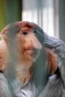 retrato do masculino probóscide macaco nasalis larvatus ou nariz comprido macaco dentro uma gaiolas do uma jardim zoológico foto