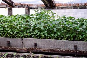 mudas do Pimenta. Pimenta dentro estufa cultivo. mudas foto