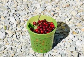 cerejas dentro uma plástico verde balde. maduro vermelho doce cereja foto