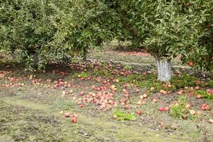 maçã Pomar. linhas do árvores e a fruta do a terra debaixo t foto