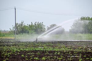 irrigação sistema dentro campo do melões. rega a Campos. aspersor foto