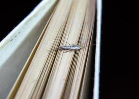 termobia domestica. pragas livros e jornais. lepismatidae inseto alimentando em papel - silverfish foto