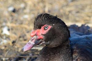 a almiscarado Pato foto