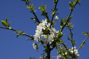 prunus avium floração cereja. cereja flores em uma árvore ramo foto