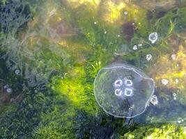 medusas dentro algas marinhas às a costa do a Preto mar dentro porta do a cidade do novorossiysk. foto