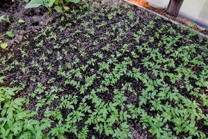 mudas do tomate. crescendo tomates dentro a estufa. muda foto