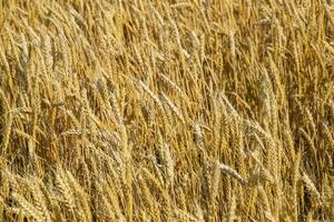 maduro trigo em a campo. espiguetas do trigo. colheita do grão. foto
