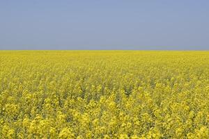 colza campo. amarelo estupro flores, campo panorama. azul céu e estupro em a campo. foto