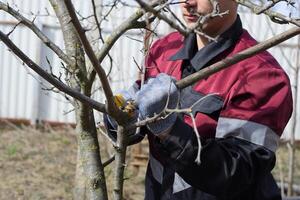 homem cortes baixa uma árvore ramo com uma mão jardim serra. poda fruta árvores dentro a jardim. foto