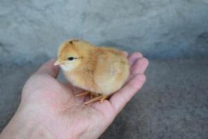 frango dentro uma Palma foto