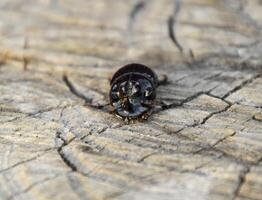 uma rinoceronte besouro em uma cortar do uma árvore toco. uma par do rinoceronte besouros foto