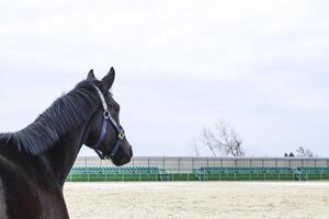 a cavalo caminhou por aí a estádio foto