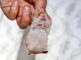 hamster dentro mão. hamster aguarde a nuca. hamster mantido com dedos foto