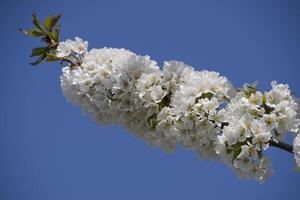 prunus avium floração cereja. cereja flores em uma árvore ramo foto