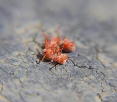 fechar acima macro vermelho veludo ácaro ou trombidiidae foto