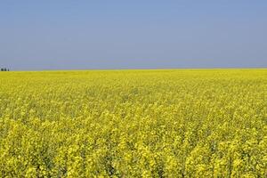 colza campo. amarelo estupro flores, campo panorama. azul céu e estupro em a campo. foto