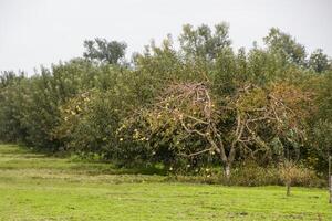 maçã Pomar. linhas do árvores e a fruta do a terra debaixo t foto