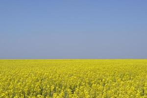 colza campo. amarelo estupro flores, campo panorama. azul céu e estupro em a campo. foto