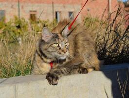 Mainecoon gato, gigante maine coon gato. Reprodução do de raça pura gatos às casa foto