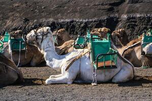 camelo dentro Lanzarote dentro timanfaya fogo montanhas às canário ilhas foto