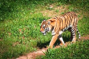 Amur tigres em uma geass dentro verão dia foto