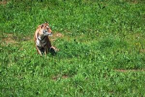 Amur tigres em uma geass dentro verão dia foto