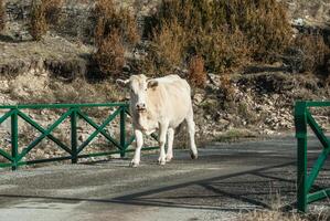 leite vaca com pastar em Suíça alpino montanhas verde Relva pasto sobre azul céu foto