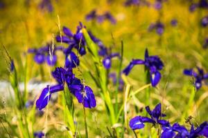 azul flores campo em uma montar declive foto