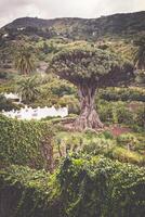 famoso Dragão árvore dragão milenário dentro icod de los Vinos tenerife, canário ilhas foto