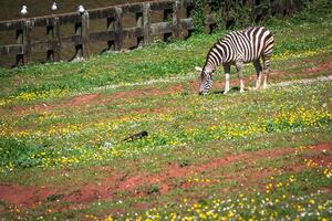 zebra nas pastagens na África, parque nacional do Quênia foto