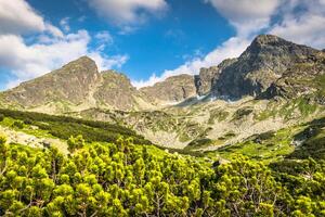 verão tatra montanha, Polônia, suína montar. foto