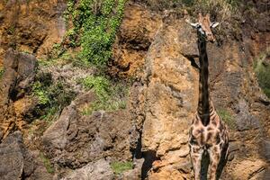 comendo girafa em safári selvagem dirigir foto