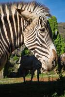 uma lindo africano zebra dentro dele natural meio Ambiente foto