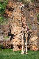 comendo girafa em safári selvagem dirigir foto