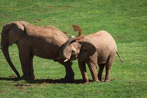 elefantes família em africano savana. safári dentro amboseli, Quênia, África foto