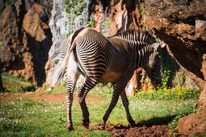 uma lindo africano zebra dentro dele natural meio Ambiente foto