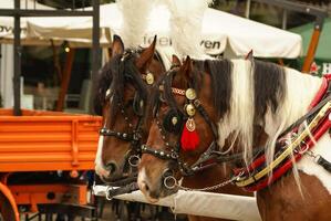 krakow, poland, carruagens puxadas por cavalos com guias na frente do st. basílica de mary foto