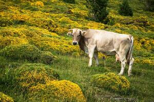 vacas dentro a montanhas - Pirinéus, Espanha foto