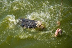 crocodilo alimentando ou pescaria dentro crocodilo Fazenda dentro pattaya, Tailândia foto