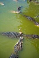 crocodilo alimentando ou pescaria dentro crocodilo Fazenda dentro pattaya, tailândia. Alto qualidade foto