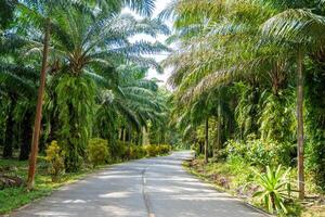 asfalto estrada dentro tropical floresta com Palma árvores dentro tailândia, Ásia. Alto qualidade foto