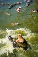 crocodilo alimentando ou pescaria dentro crocodilo Fazenda dentro pattaya, Tailândia foto