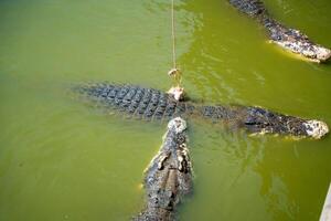 crocodilo alimentando ou pescaria dentro crocodilo Fazenda dentro pattaya, Tailândia foto