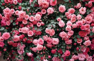 ai gerado rosas papel de parede Rosa rosas papel de parede em branco foto