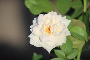 fechar acima do lindo branco rosas florescendo foto