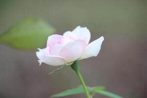 fechar acima Rosa rosa flor florescendo com borrado fundo foto