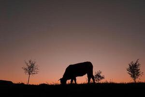 vaca silhueta pastar dentro a Prado e pôr do sol fundo foto