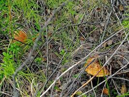 comestível cogumelos dentro a floresta lixo. cogumelos dentro a floresta-t foto