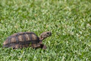 tartaruga vagando por aí a jardim foto